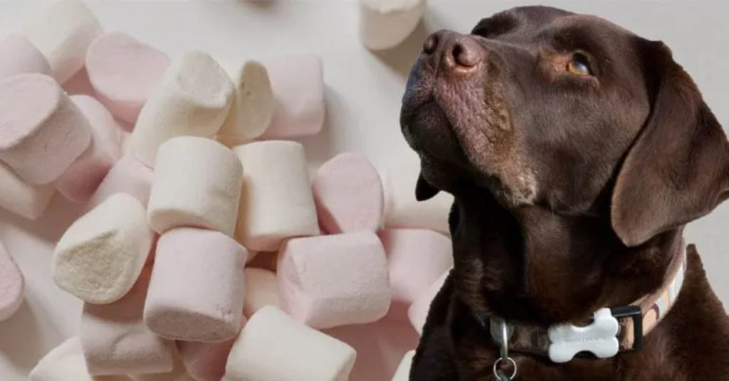 Can Dogs Eat Marshmallows