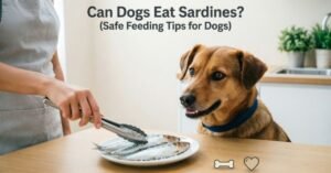 Can Dogs Eat Sardines