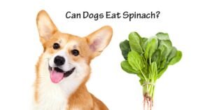 Can Dogs Have Spinach