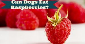 can dogs eat raspberries