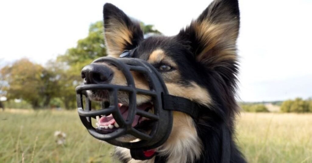 Muzzle Dog Muzzle