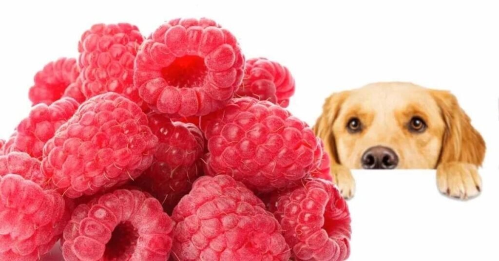 Can Dogs Eat Raspberries 