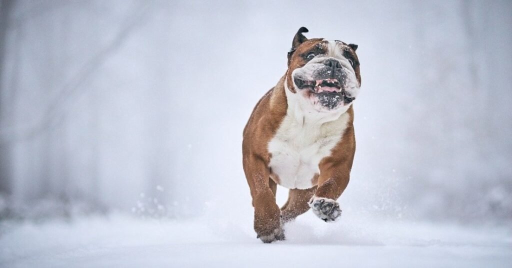 Dog Cold Symptoms Treatment 