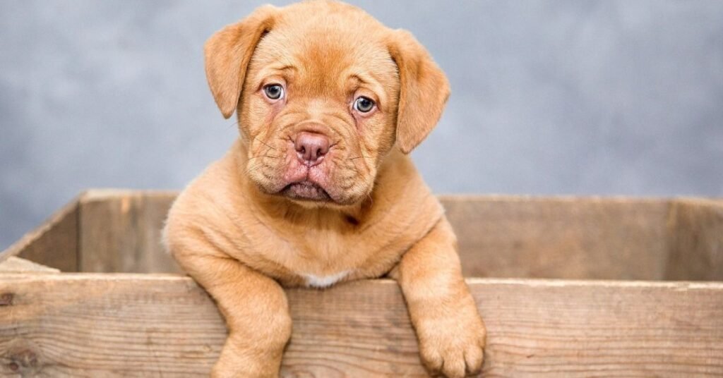 Dog Cold Symptoms Treatment 