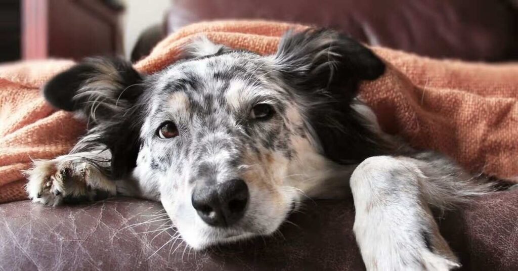 Dog Cold Symptoms Treatment 
