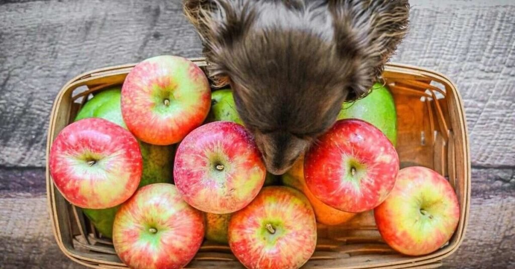 Can Dog Eat Apple