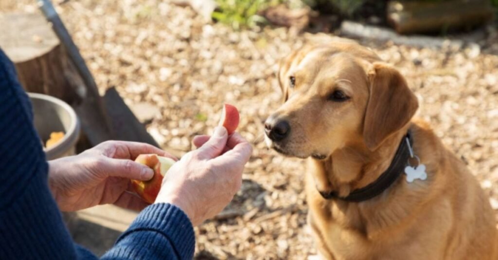 Can Dog Eat Apple