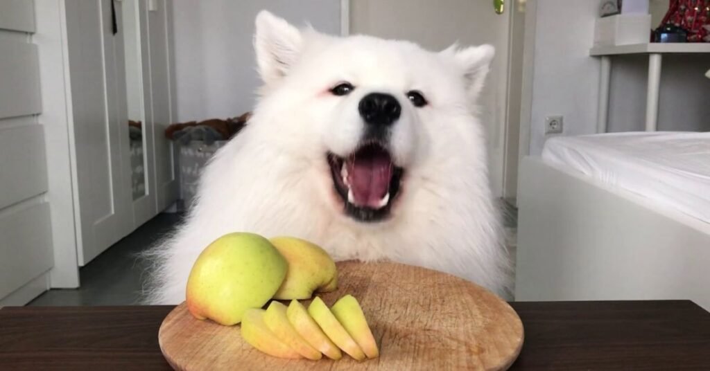 Can Dog Eat Apple