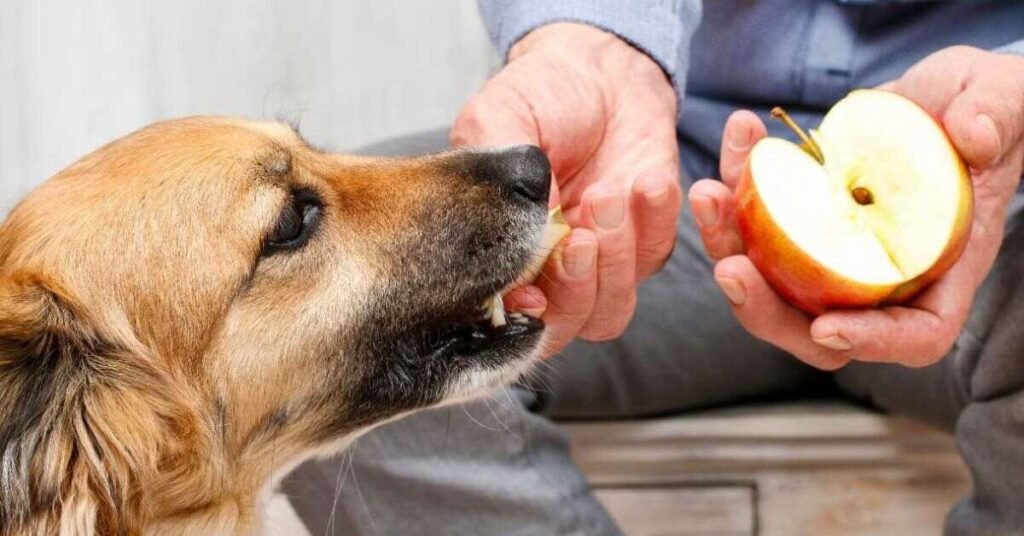 Can Dog Eat Apple