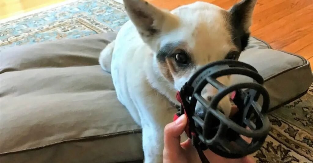 Muzzle Dog Muzzle