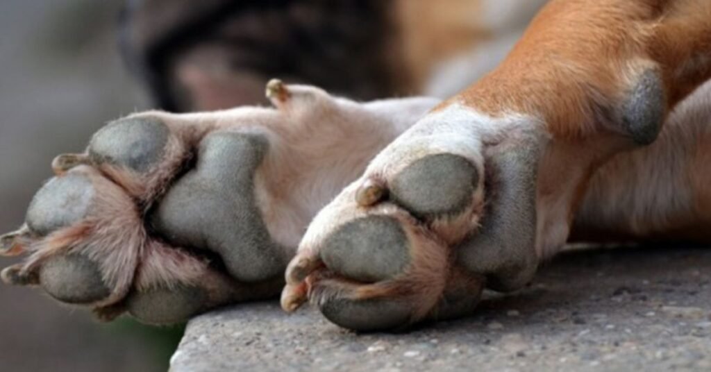 Dog Paw Yeast Infection