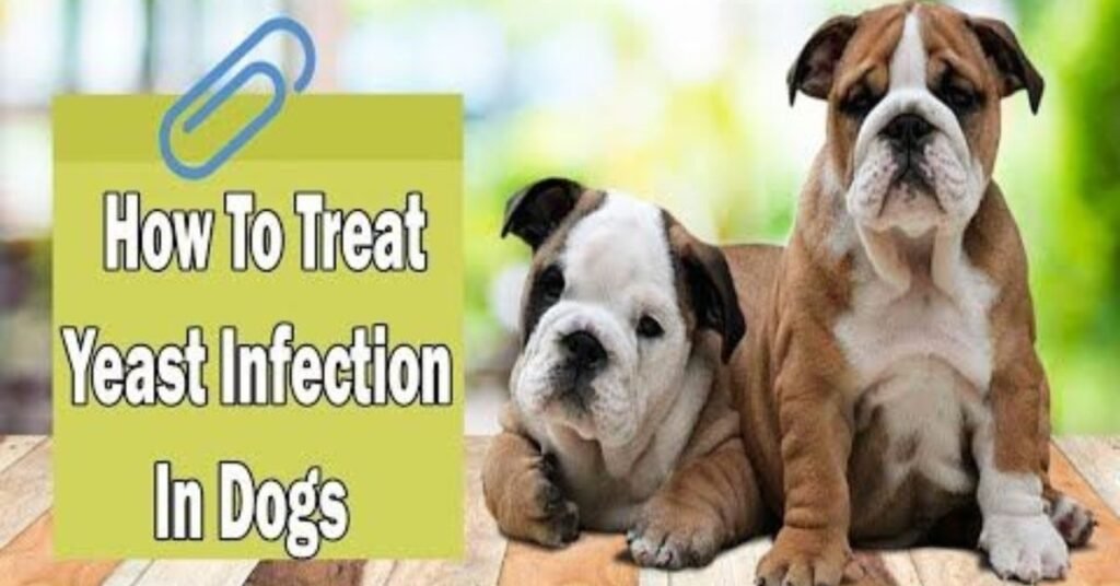 Dog Paw Yeast Infection