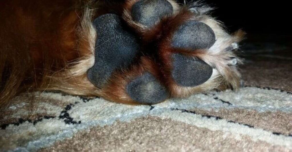 Dog Paw Yeast Infection