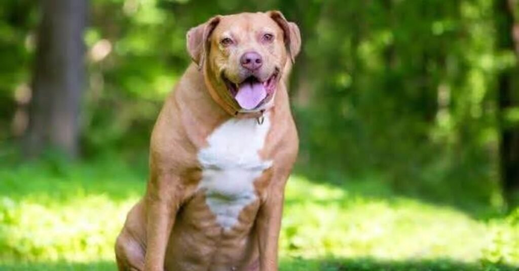 Best Weight Control Dogs