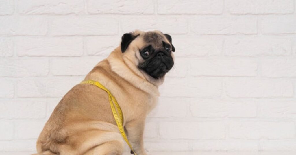 Best Weight Control Dogs