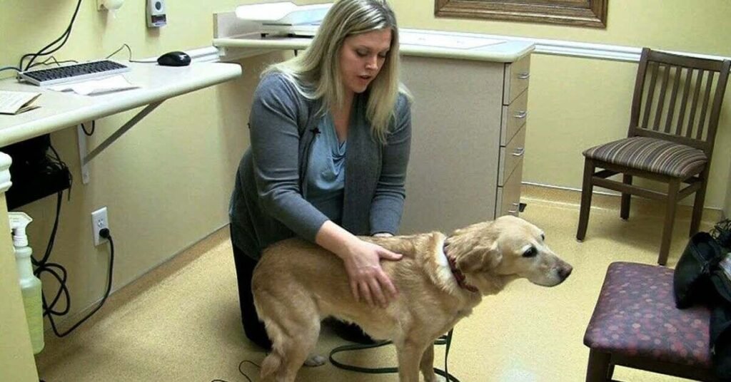 Best Weight Control Dogs