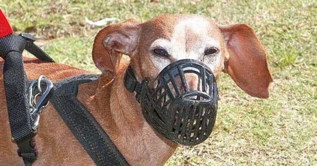 Muzzle Dog Muzzle