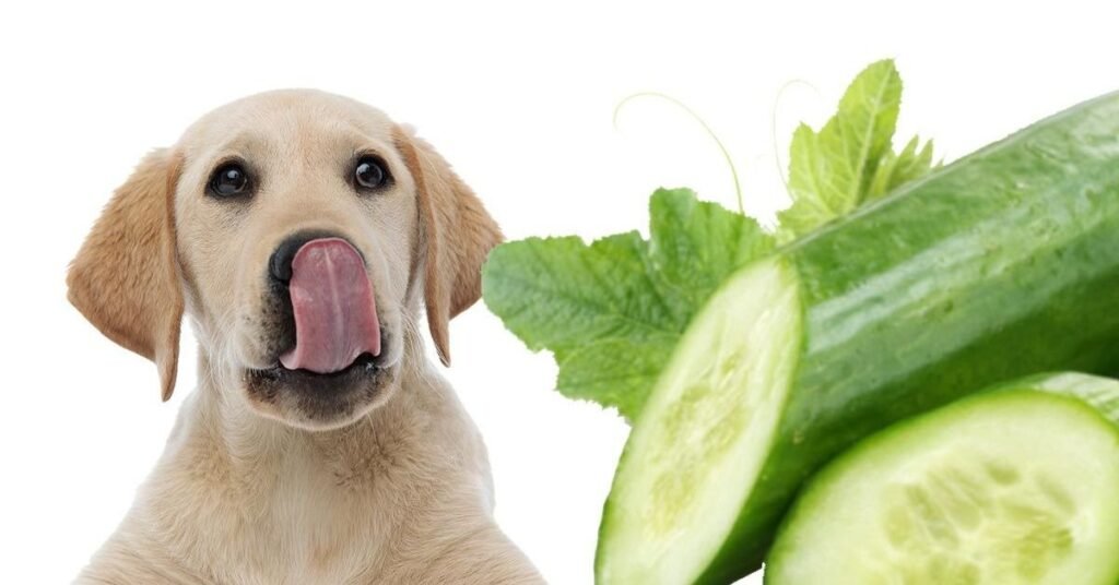 Can Dogs Eat Cucumber