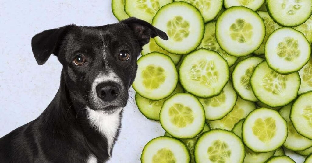 Can Dogs Eat Cucumber