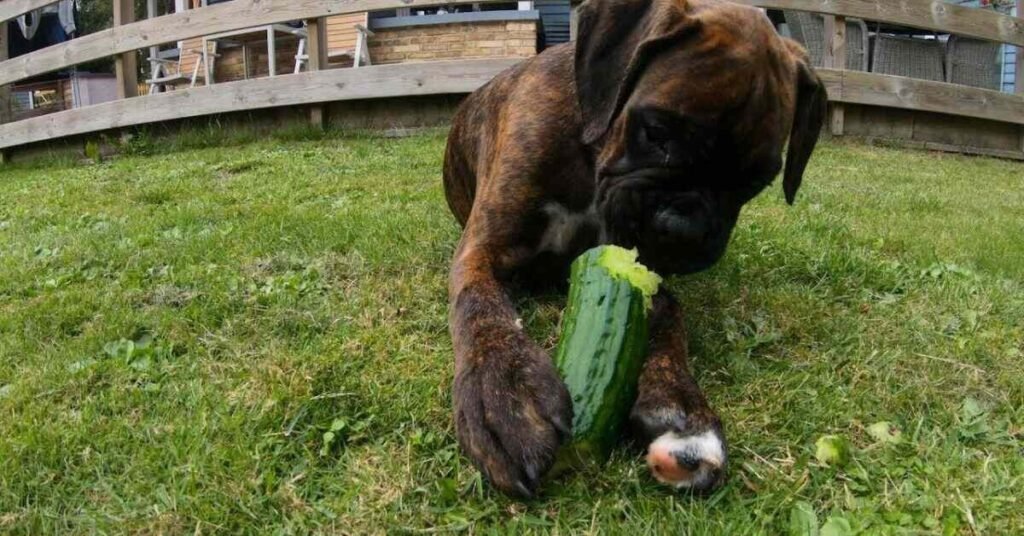 Can Dogs Eat Cucumber