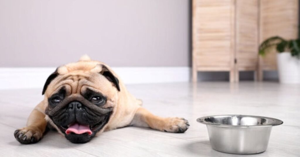 Dehydration Medicine for Dogs