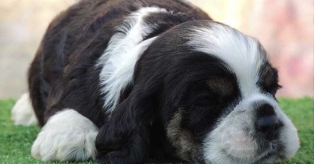 Dehydration Medicine for Dogs