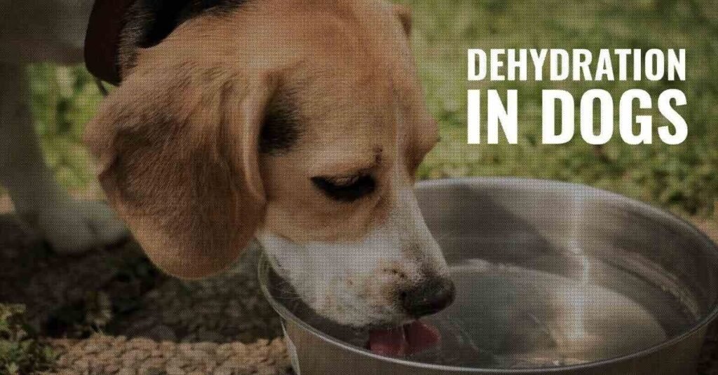 Dehydration Medicine for Dogs