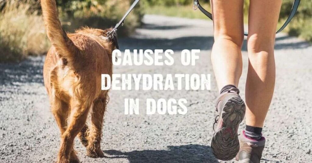 Dehydration Medicine for Dogs