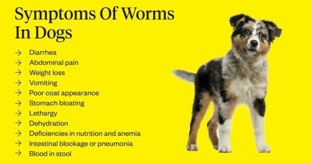 Worms in Dog Poop