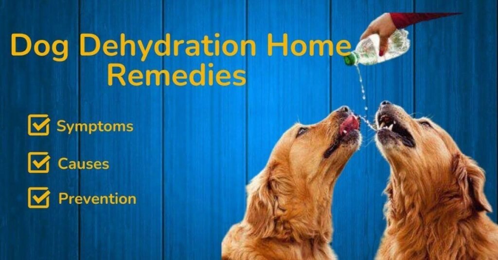 Dehydration Medicine for Dogs