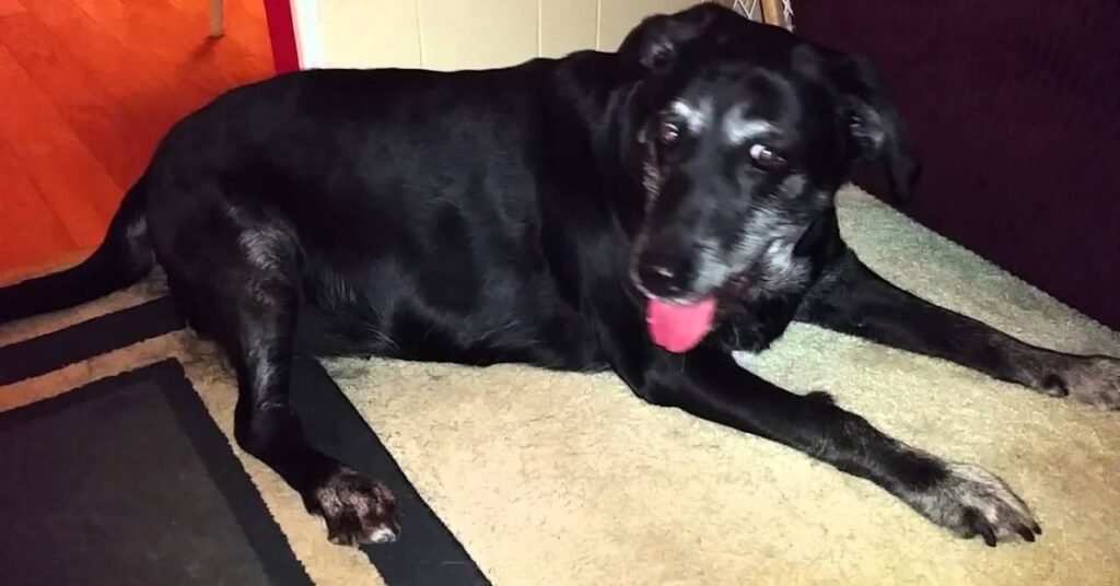 Vestibular Disease in Dogs 