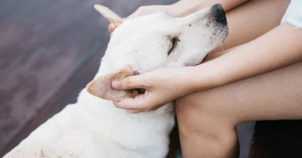 Vestibular Disease in Dogs 