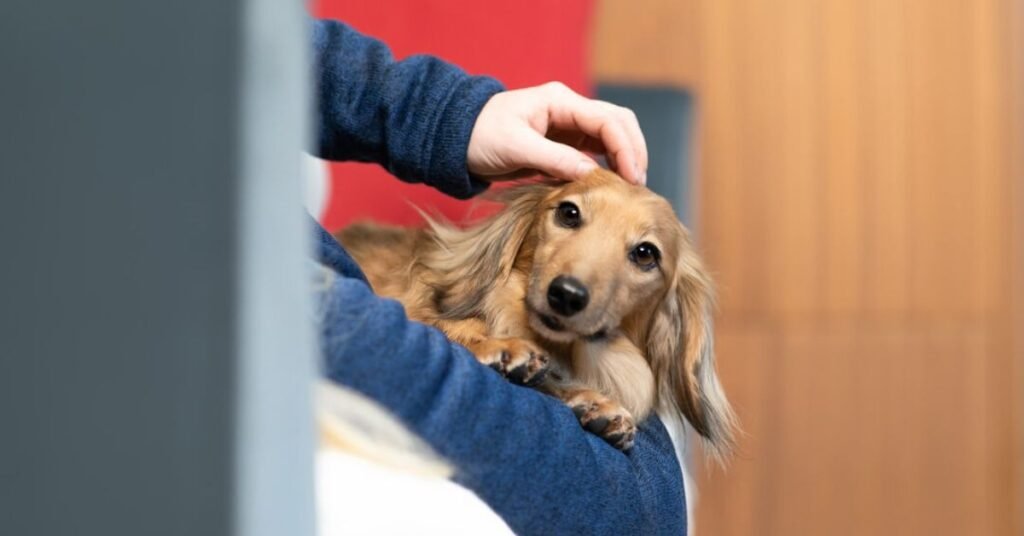 Vestibular Disease in Dogs 