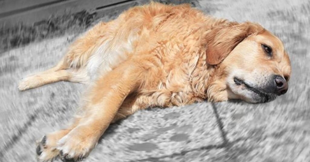 Vestibular Disease in Dogs 