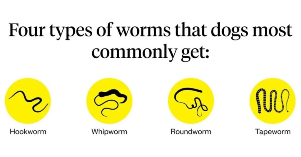 Worms in Dog Poop