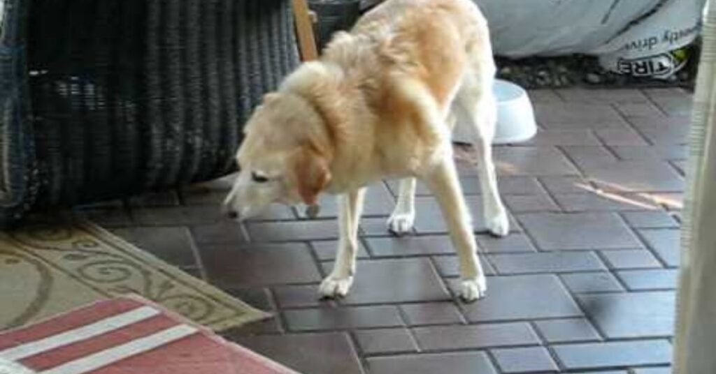 Vestibular Disease in Dogs 