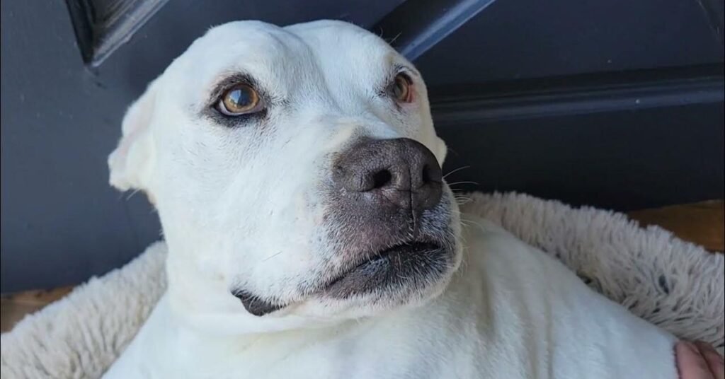 Dog Ear Hematoma Treatment