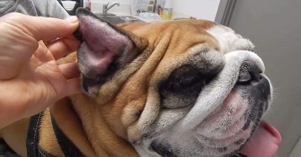 Dog Ear Hematoma Treatment