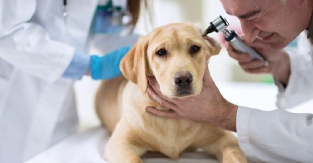 Dog Ear Hematoma Treatment