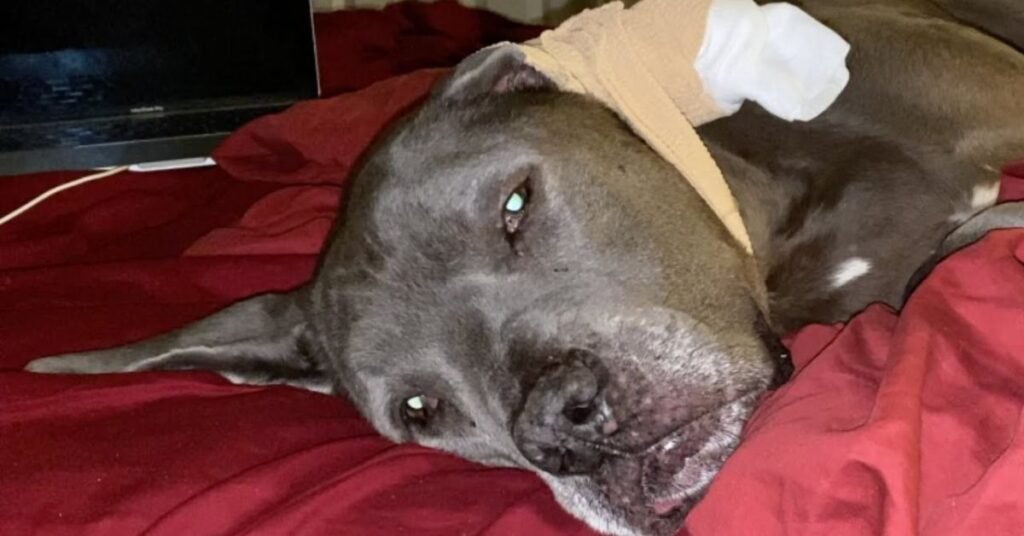 Dog Ear Hematoma Treatment