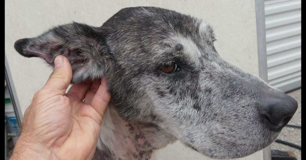 Dog Ear Hematoma Treatment