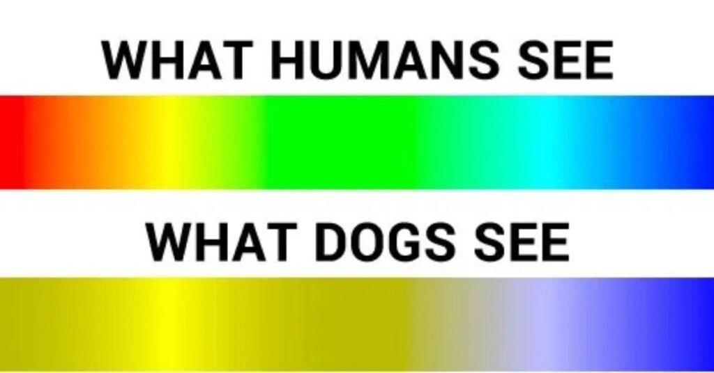 Colour of a Dog
