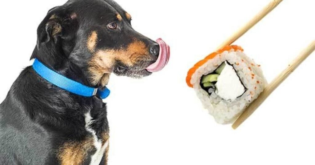 Can Dogs Eat Sushi