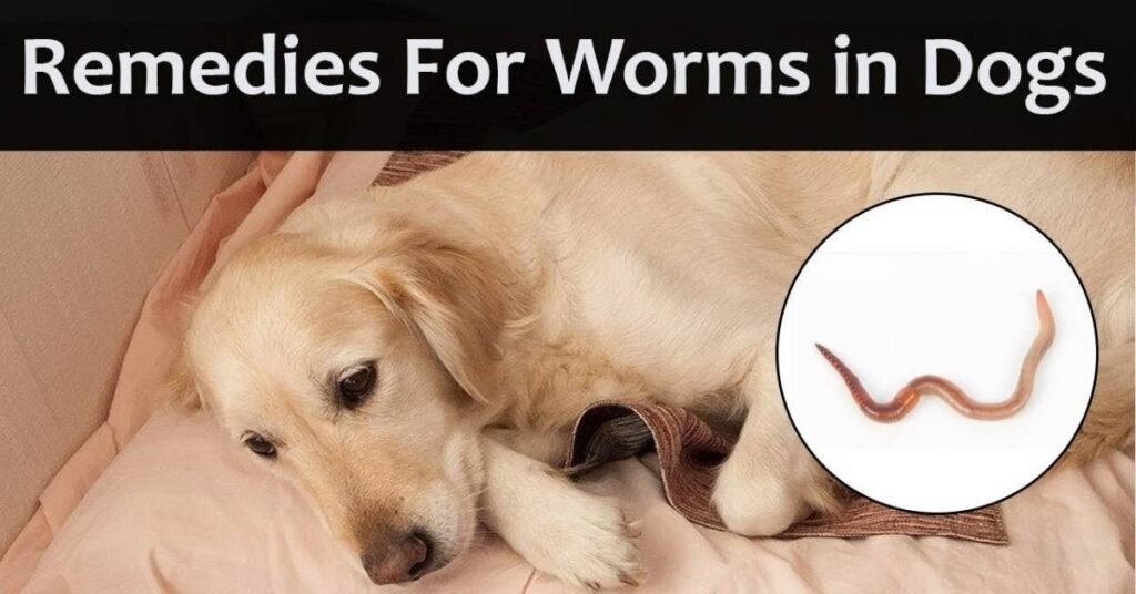 Worms in Dog Poop