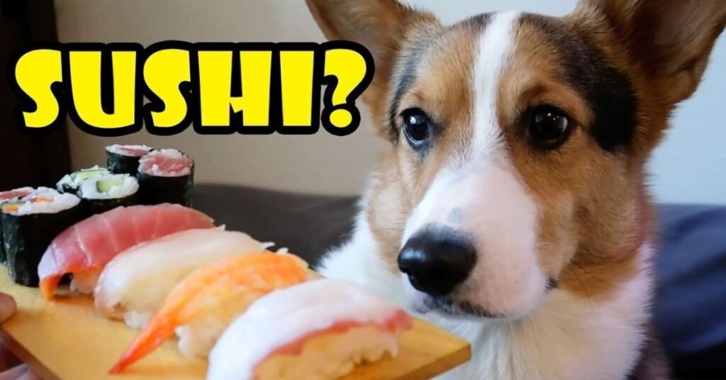 Can Dogs Eat Sushi
