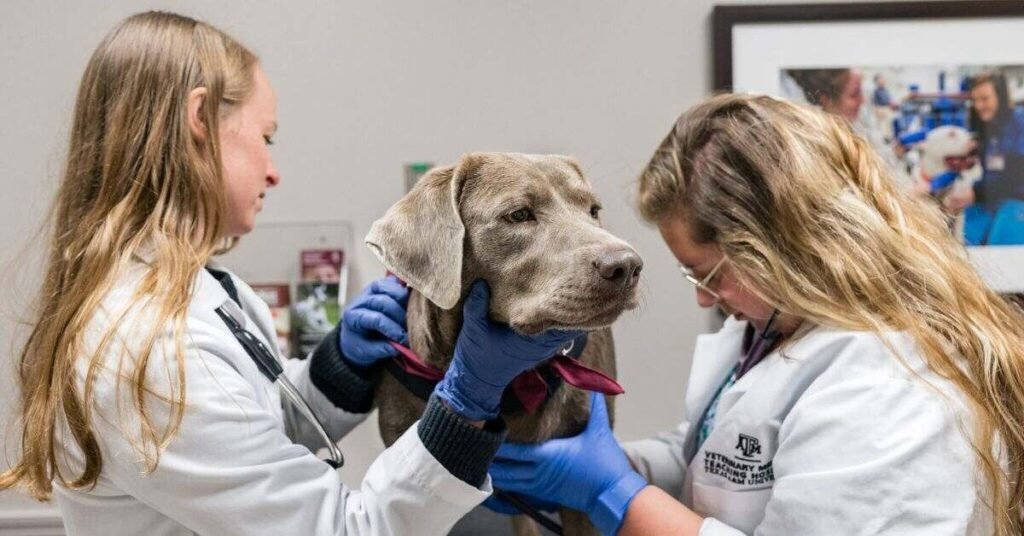 Pyrexia in Dogs Symptoms