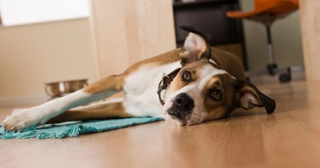 Dog Stomach Making Noises 