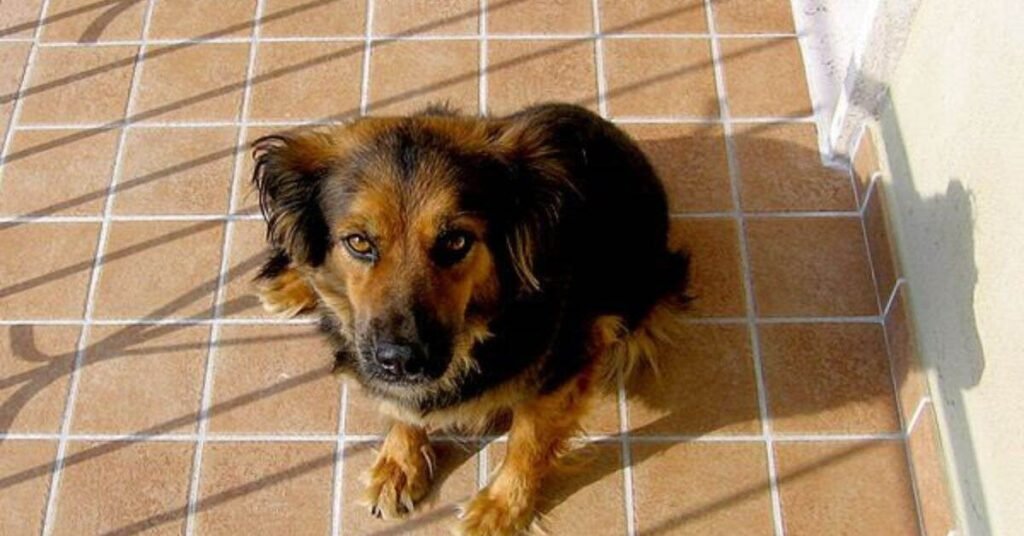 Dog Stomach Making Noises 