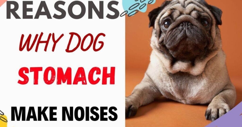 Dog Stomach Making Noises 