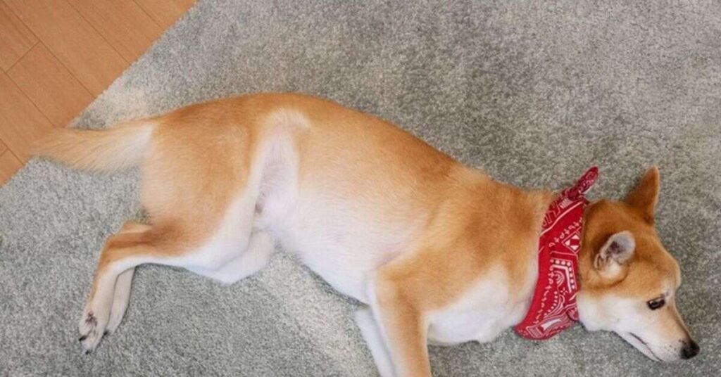 Dog Stomach Making Noises 